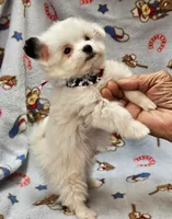 Pupsicle, a male Morkie for sale in Snowflake, AZ – 5 of 7