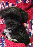 CROSS, a male Shih Tzu and Morkie for sale in Snowflake, AZ – 2 of 8