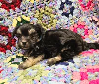 THOMAS, a male Maltese and Morkie for sale in Snowflake, AZ – 2 of 7