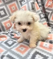 ICY, a female Morkie for sale in Snowflake, AZ – 4 of 8