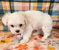 Igloo, a male Maltese and Mal Shi for sale in Snowflake, AZ – 3 of 6
