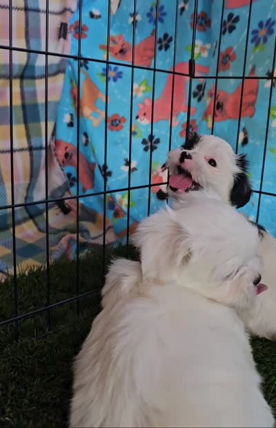 George, a male Morkie and Mal Shi for sale in Snowflake, AZ – 4 of 6