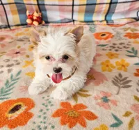 Revolver, a male Maltese and Yorkshire Terrier for sale in Snowflake, AZ – 4 of 9