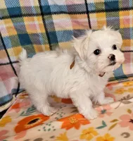 Spot, a male Maltese and Shih Tzu for sale in Snowflake, AZ – 8 of 9