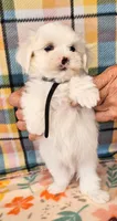 Snowbird, a male Maltese and Mal Shi for sale in Snowflake, AZ – 2 of 6