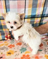 Revolver, a male Maltese and Yorkshire Terrier for sale in Snowflake, AZ – 7 of 9