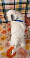 Ringo, a male Morkie for sale in Snowflake, AZ – 3 of 5