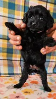 Whitney , a female Yorkipoo for sale in Snowflake, AZ – 3 of 8