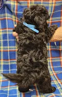 DINO, a male Maltipoo for sale in Snowflake, AZ – 5 of 7