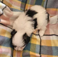 MARISA, a female Morkie for sale in Snowflake, AZ – 6 of 6