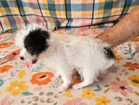 Pistol , a male Maltese and Yorkshire Terrier for sale in Snowflake, AZ – 6 of 10