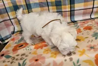 Spot, a male Maltese and Shih Tzu for sale in Snowflake, AZ – 5 of 9