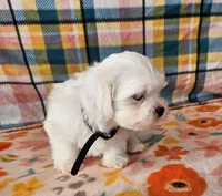 John, a male Shih Tzu and Morkie for sale in Snowflake, AZ – 4 of 6