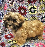 LINDSAY , a female Maltese and Toy Australian Shepherd for sale in Snowflake, AZ – 7 of 8