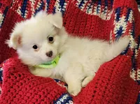 LINDSAY , a female Pomeranian and Morkie for sale in Snowflake, AZ – 6 of 9
