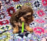 NESTLE , a male Yorkshire Terrier and Morkie for sale in Snowflake, AZ – 3 of 9