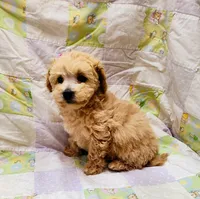 Pixie, a female Maltipoo for sale in Snowflake, AZ – Photo 9 of 10
