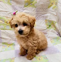 Pixie, a female Maltipoo for sale in Snowflake, AZ – Photo 5 of 10