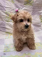 Pixie, a female Maltipoo for sale in Snowflake, AZ – Photo 1 of 10