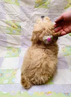 Pixie, a female Maltipoo for sale in Snowflake, AZ – Photo 6 of 10