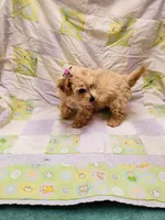 Pixie, a female Maltipoo for sale in Snowflake, AZ – Photo 7 of 10