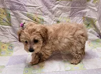 Pixie, a female Maltipoo for sale in Snowflake, AZ – Photo 4 of 10