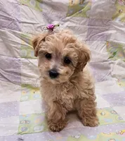 Pixie, a female Maltipoo for sale in Snowflake, AZ – Photo 3 of 10