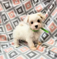 SNOWFLAKE , a female Maltese and Morkie for sale in Snowflake, AZ – 1 of 10