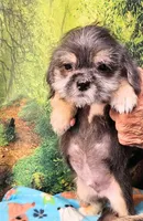 Bristol , a male Toy Australian Shepherd and Mal Shi for sale in Snowflake, AZ – 2 of 7