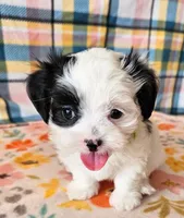 Paul, a male Morkie and Mal Shi for sale in Snowflake, AZ – 5 of 6