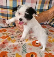 Pistol , a male Maltese and Yorkshire Terrier for sale in Snowflake, AZ – 2 of 10
