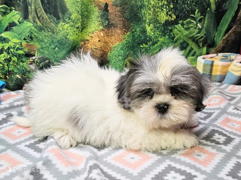 MARIA – Toy Australian Shepherd, Mal Shi puppy for sale in Snowflake, AZ