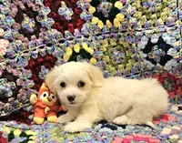 Moses, a male Maltese for sale in Snowflake, AZ – 4 of 6