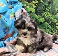 SABRINA , a female Toy Australian Shepherd and Mal Shi for sale in Snowflake, AZ – 6 of 8