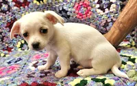 Elijah , a male Morkie for sale in Snowflake, AZ – 1 of 4