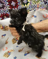 TOTO, a male Yorkshire Terrier and Morkie for sale in Snowflake, AZ – 8 of 9
