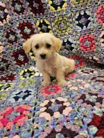 Rebecca , a female Morkie for sale in Snowflake, AZ – 5 of 7