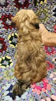 LINDSAY , a female Maltese and Toy Australian Shepherd for sale in Snowflake, AZ – 2 of 8