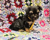 MILLIE, a female Yorkshire Terrier and Morkie for sale in Snowflake, AZ – 6 of 8