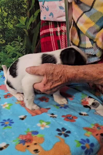 JACK, a male Toy Australian Shepherd for sale in Snowflake, AZ – 8 of 8