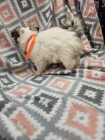 MELISSA , a female Yorkshire Terrier and Morkie for sale in Snowflake, AZ – 7 of 9