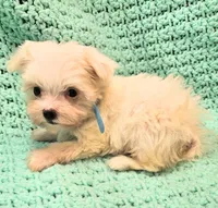 CASPER , a male Maltese and Morkie for sale in Snowflake, AZ – 4 of 8