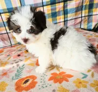 Ghirardelli , a male Pomeranian and Morkie for sale in Snowflake, AZ – 4 of 7