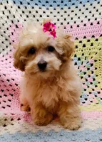 ANGEL, a female Poodle - Toy  for sale in Snowflake, AZ – Photo 7 of 10