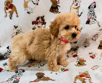 ANGEL, a female Poodle - Toy  for sale in Snowflake, AZ – Photo 6 of 10