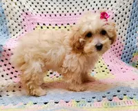 ANGEL, a female Poodle - Toy  for sale in Snowflake, AZ – Photo 8 of 10