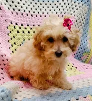 ANGEL, a female Poodle - Toy  for sale in Snowflake, AZ – Photo 3 of 10