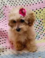 ANGEL, a female Poodle - Toy  for sale in Snowflake, AZ – Photo 9 of 10