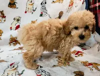 ANGEL, a female Poodle - Toy  for sale in Snowflake, AZ – Photo 1 of 10