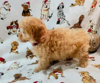 ANGEL, a female Poodle - Toy  for sale in Snowflake, AZ – Photo 5 of 10